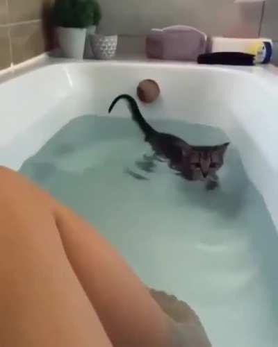 Kitten needs to say hi to mama