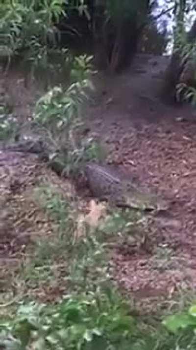 After a while…..crocodile