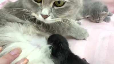 First feeding of adopted cat ❤