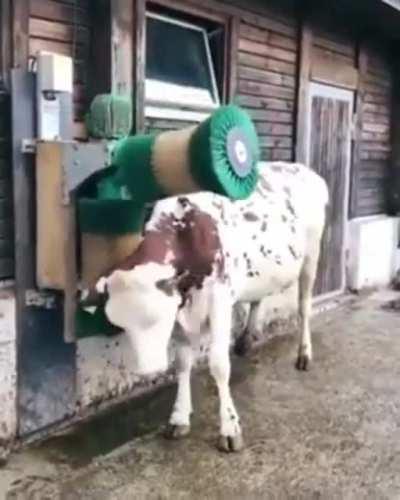 How can a cow enjoy a massage but have 