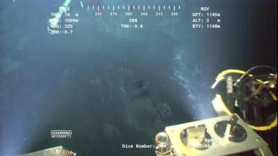 If a creature like this exists in the bottom of our ocean, what else could be down there