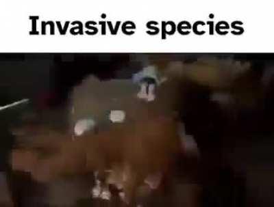 Ihaceihave: sands yuor tale