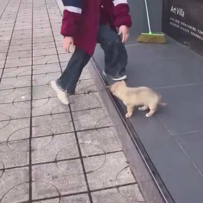 The best way to teach a puppy how to jump down.
