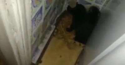 ayauaolallalala inavadsion