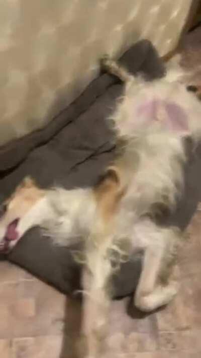 Did someone spike the water bowl