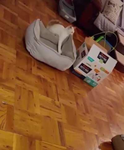 Cat tries to put his bed in a box it more cozy