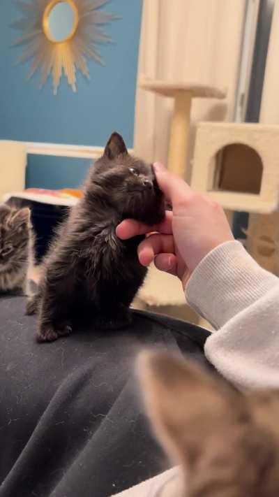 This smol foster might end up permanently incarcerated in my home