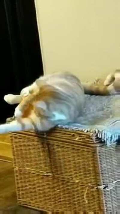 Startled by the orange he laid down next to