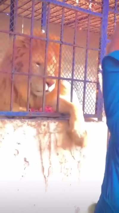 Messing with a lion