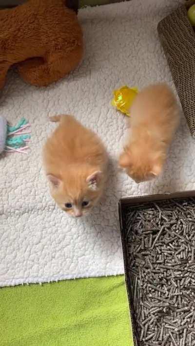 vIcIoUs fElInE AtTeMpTs tO KiLl aN InNoCeNt wOmAn