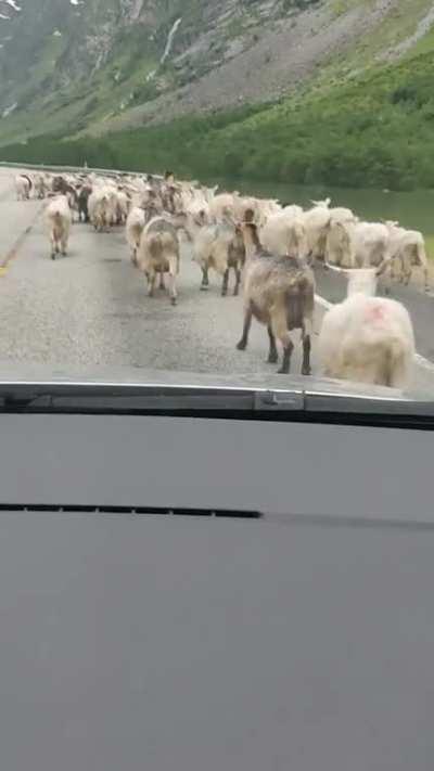 A traffic jam ... Norway style 🐐🐐