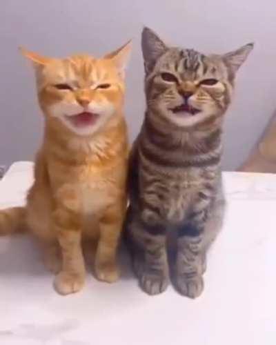 The two friends Squeak in sequence