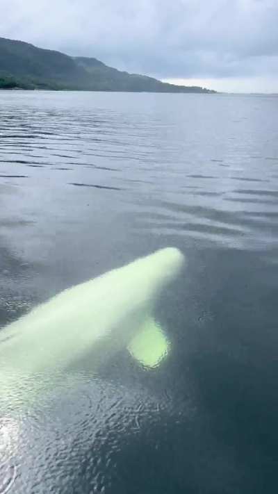 A long travel south over the last 6 months took him all the way to gothenburg, dropping alot of weight along the way, now Hvaldi has returned to Norway and has been putting on pounds fast! 