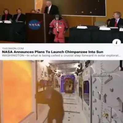 Mucalol primeiro primata há ser candidatado para ir pro sol