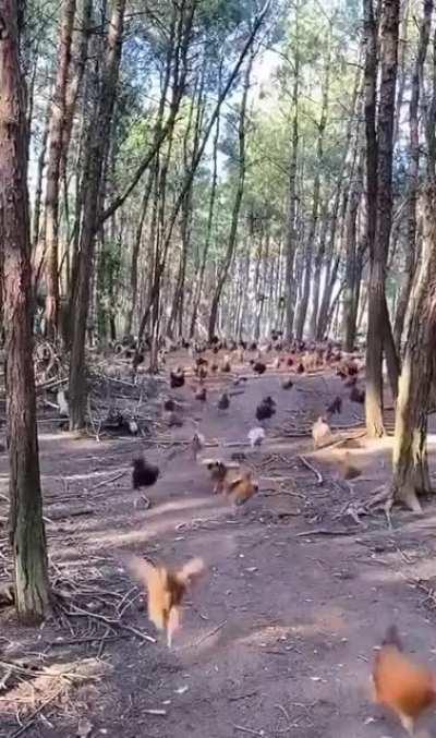 Chaaaarrrrgggeeeee!!!