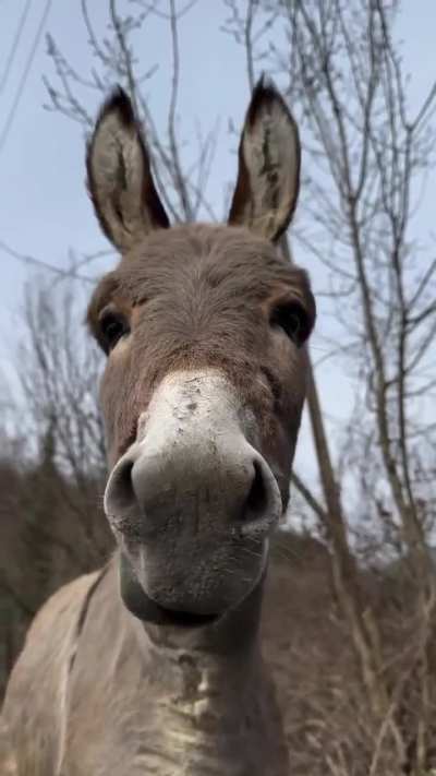 The best way to give him the medicine