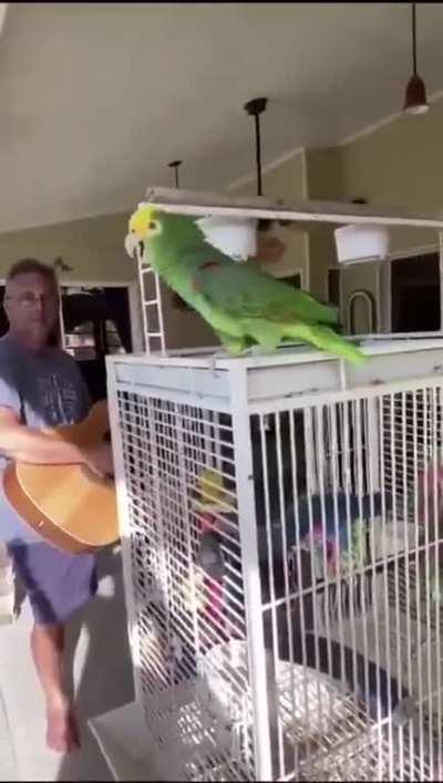 acoustic singing parrot