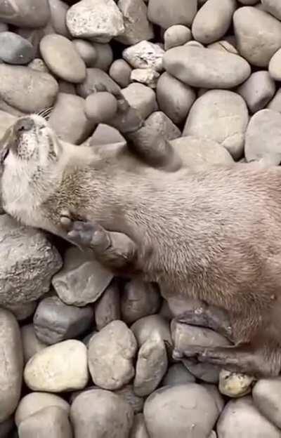 Otters juggle rocks more when they are hungry. In captivity, the increase in rock juggling occurs when feeding time draws close — suggesting that it could indicate excitement for food.