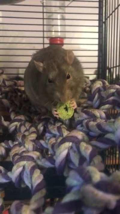 Box is the goodest of rats