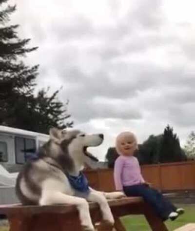 Howling dog vs toddler