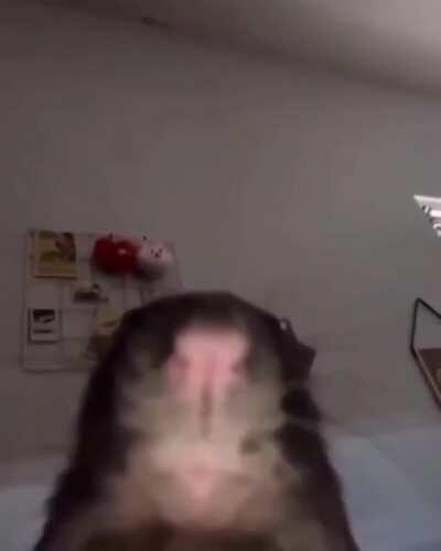 Mientras carga el free fire😎👌