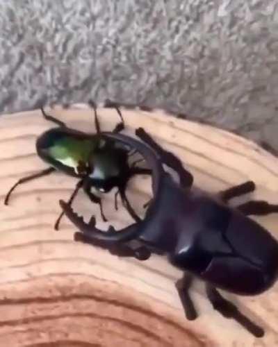 The big ROBOT bug on the right encounters the real