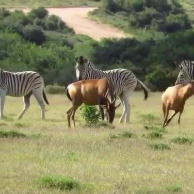 Полосатые ублюдки