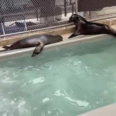 Julia and Pigeon playing together at Pacific Marine Mammal Center in Orange County, California