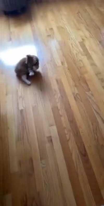 Nigel’s Still Getting Used To His Harness