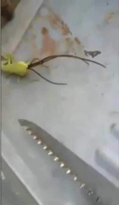 This parasite inside of a praying mantis