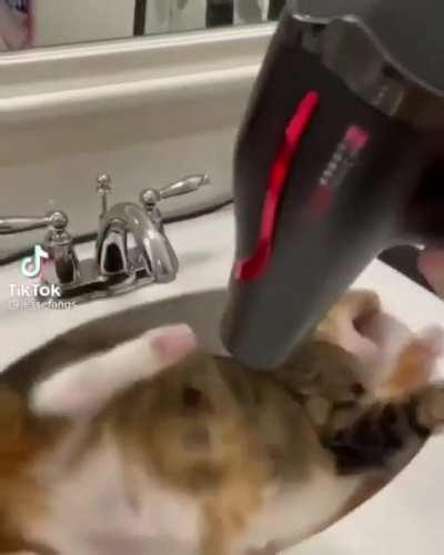 This cat seems kinda chill