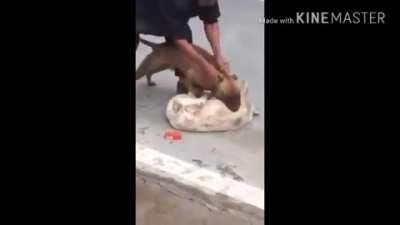 Dog snaps and kidnaps another dog