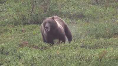 Bear covering some distance fast