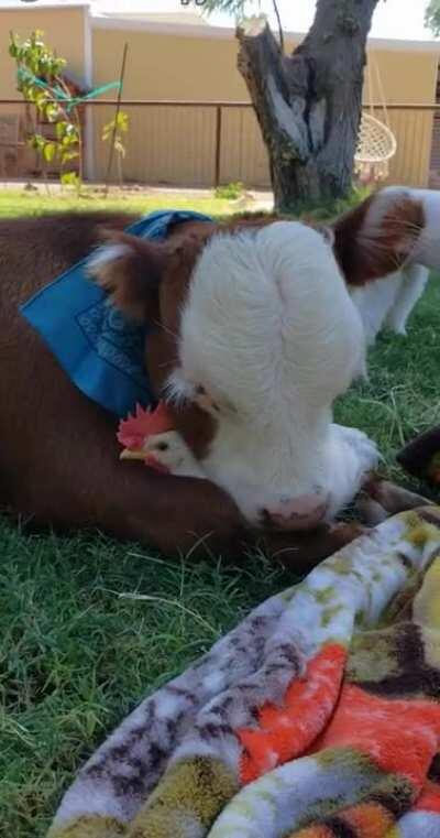 Cow and chicken