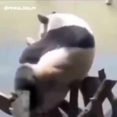 Ha ha panda go brrrrrrr