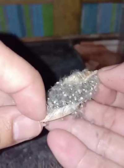 I found the spiders.....