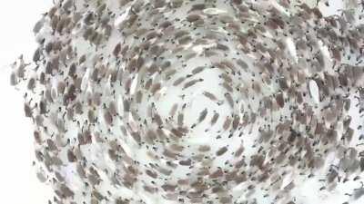 Олени водят хоровод. Для животных это форма защиты. Таким образом олени ведут себя и в дикой природе, защищая хороводом самок и детёнышей от нападения хищников.