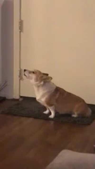 The adorable yet sorrowful indignation of her pack member leaving to take out the trash