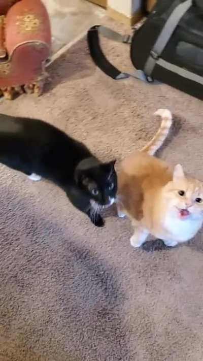 My fluffy orange duck