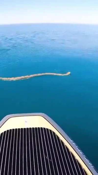 Encountering a big Sea Snake in middle of the sea