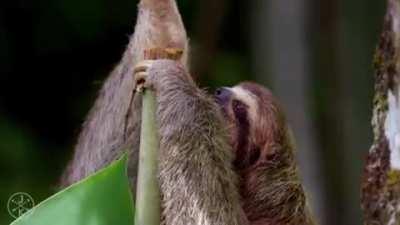 SicK FuCk CUT OfF tHe Top OF treE fOr hELllLpPeeElEesS SLOoOoOOATh