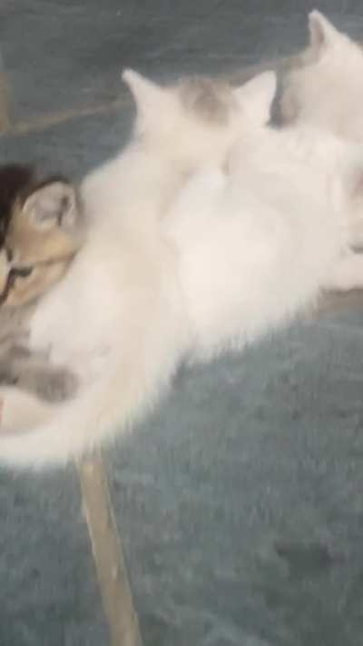 Smol potat cuddling pool