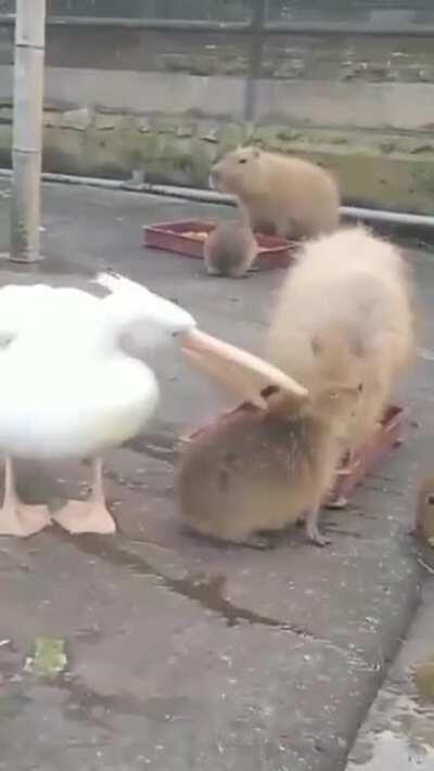 Pelo menos ele tá tentando