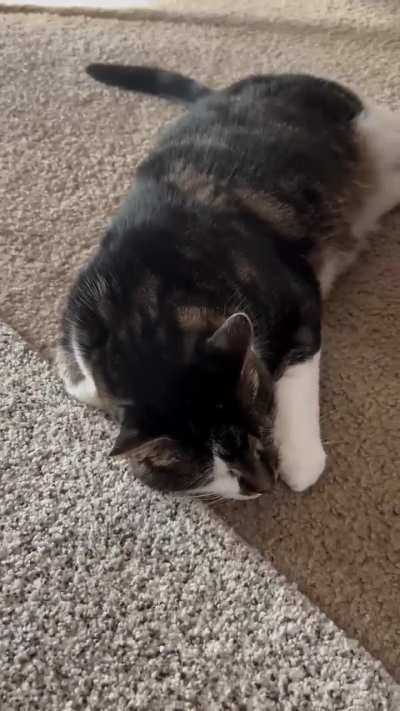 Say hi to Minnie, a duck in a cats body