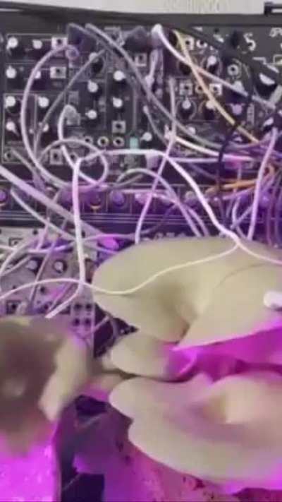 High key my favorite biome