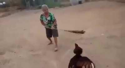 Tinha de galo vs velha