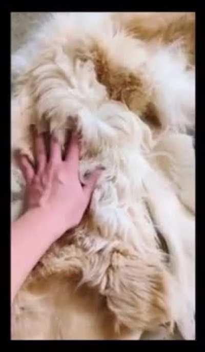 Lay down, Goldie. Good dog.