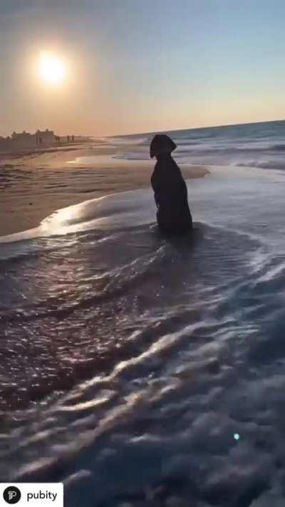 Dog sits at the beach appreciating the beautiful view