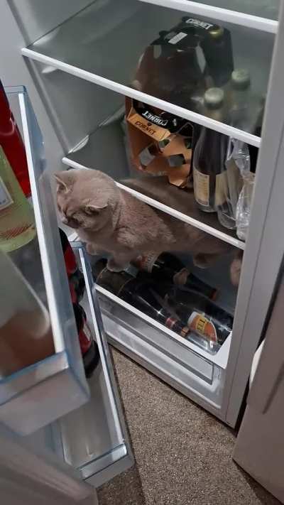 Wunker gets trapped in fridge