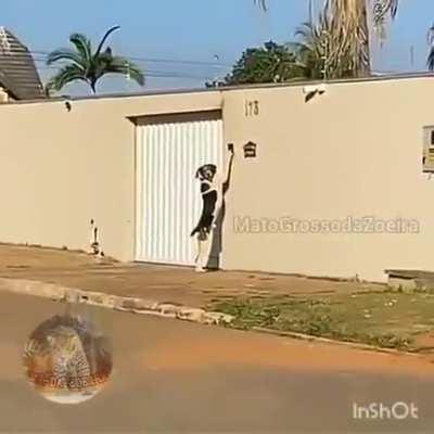 Doggo ringing the bell to enter home